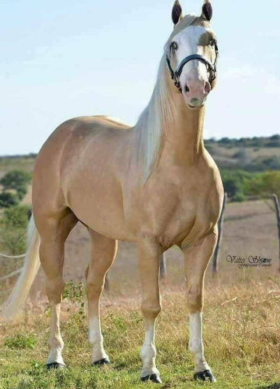 caballo de paso fino