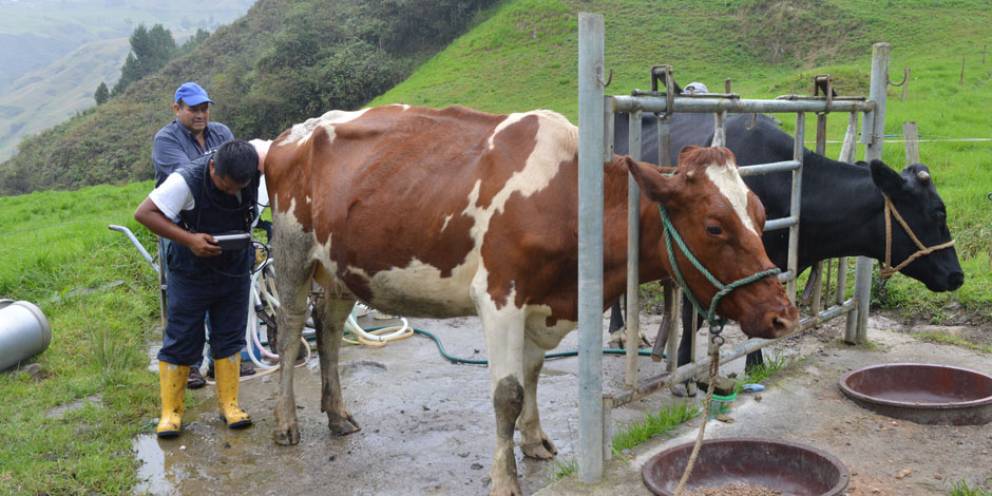 inseminación en bovinos