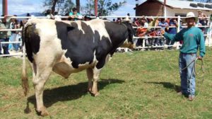 Como cuidar vacas o ganaderias Como cuidar vacas o ganaderias