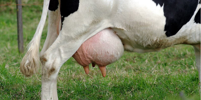 masticas en vacas