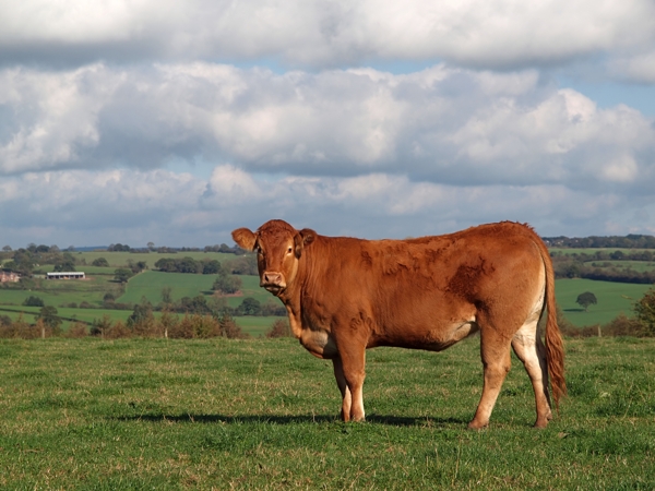 vaca guernsey