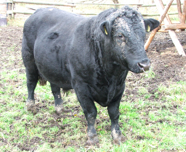 toro angus negro