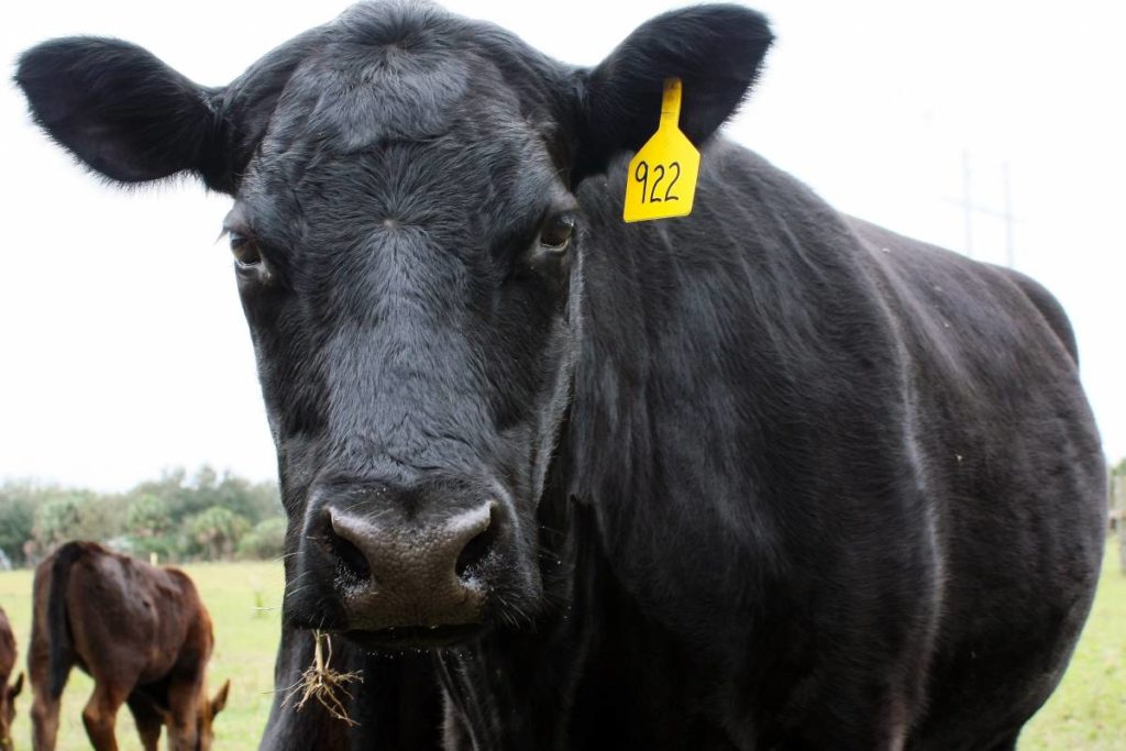 vaca raza angus negra