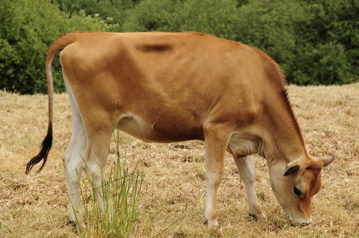 vaca raza jersey