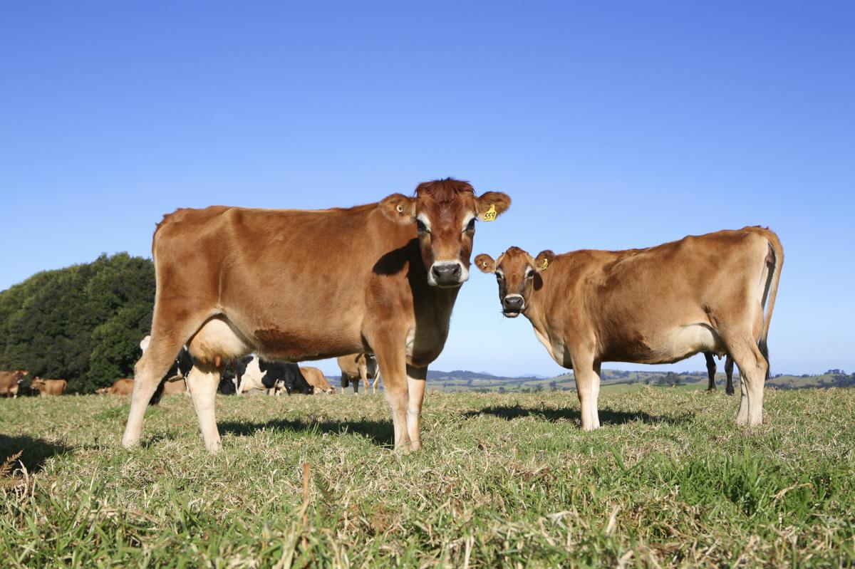 vacas raza jersey
