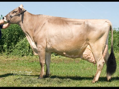Brown Swiss raza de ganado historia y origen