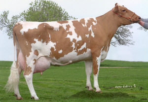 Guernsey vaca hostoria y origen