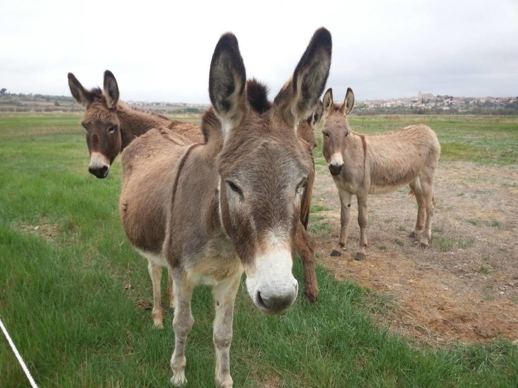burro para cuidar rebaño de ovejas