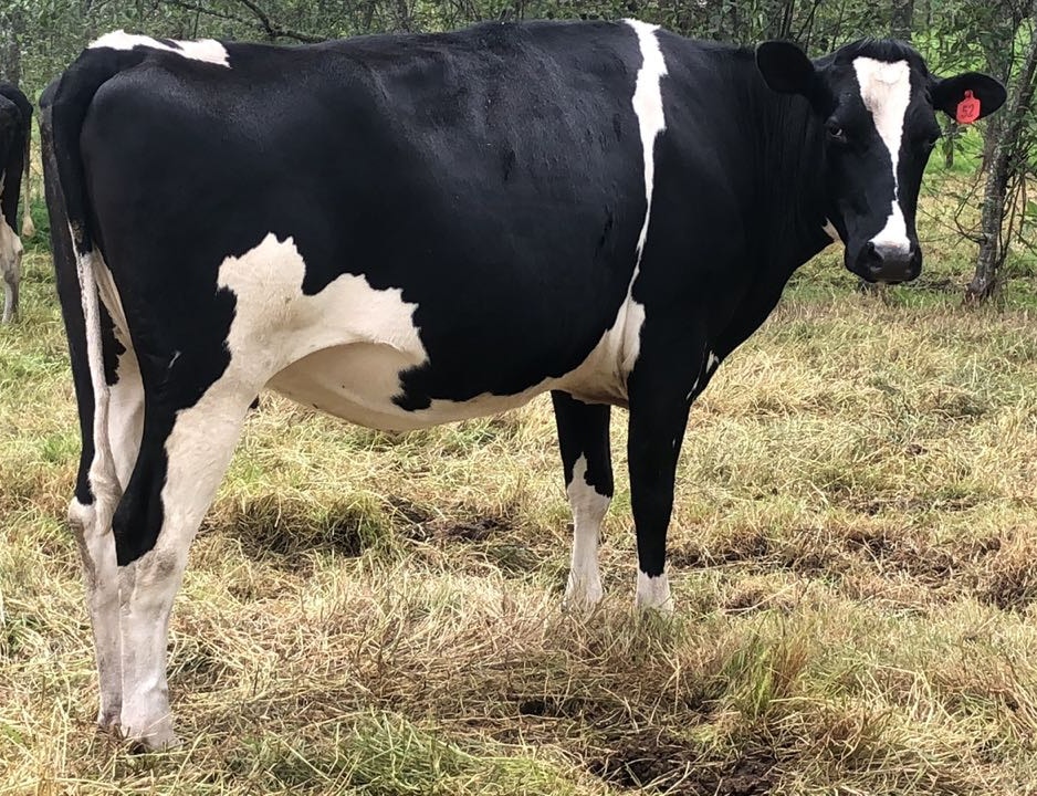 vaca holstein