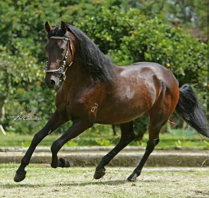 caballo de paso fino