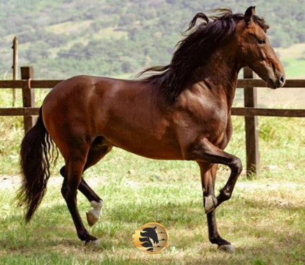 caballo de paso fino