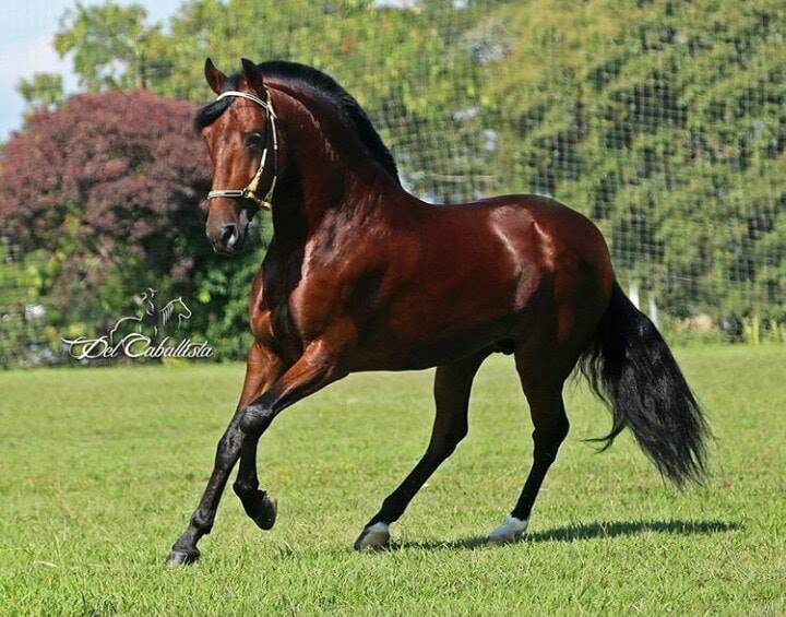 cabalo de paso fino