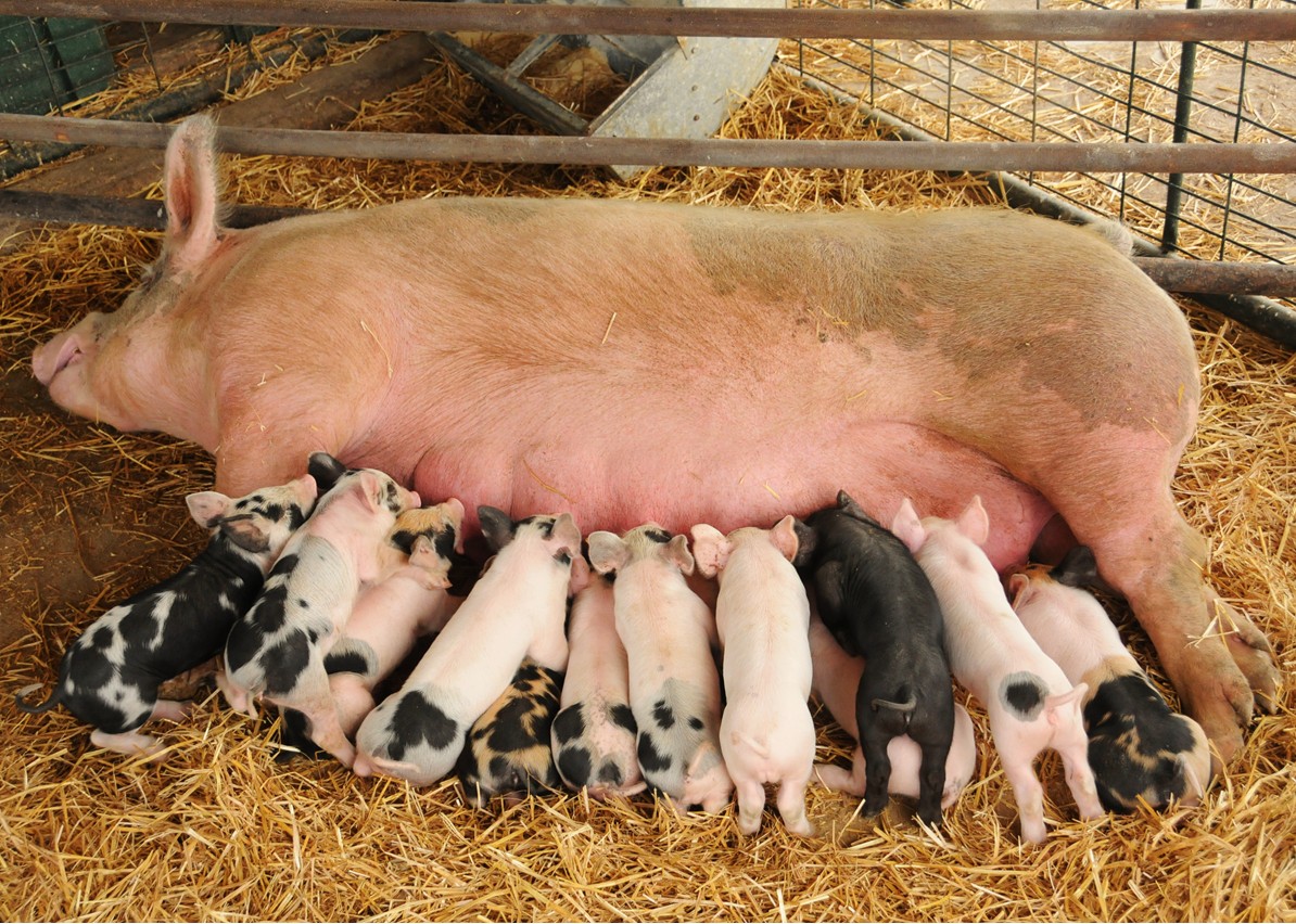 cerda marrana amamantando a sus hijos cerditos