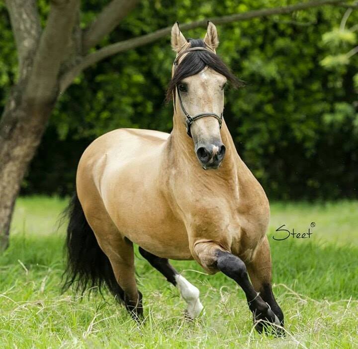 foto de caballo de paso fino