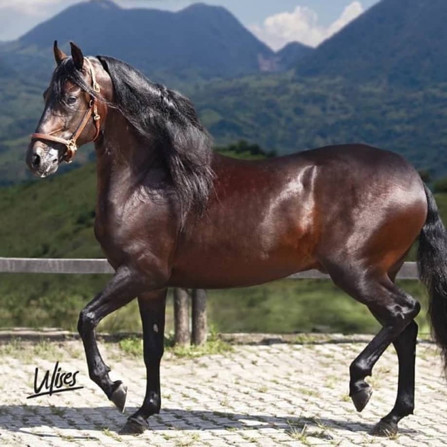 fotografias de caballos paso fino