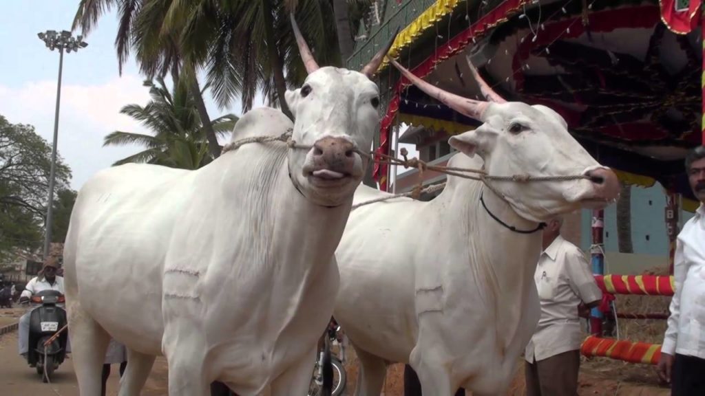 Hallikar Bulls vacas raza