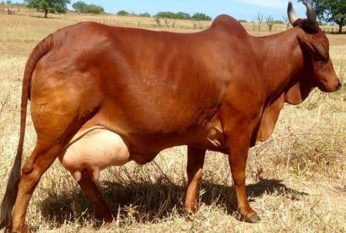 Red-Sindhi-vaca