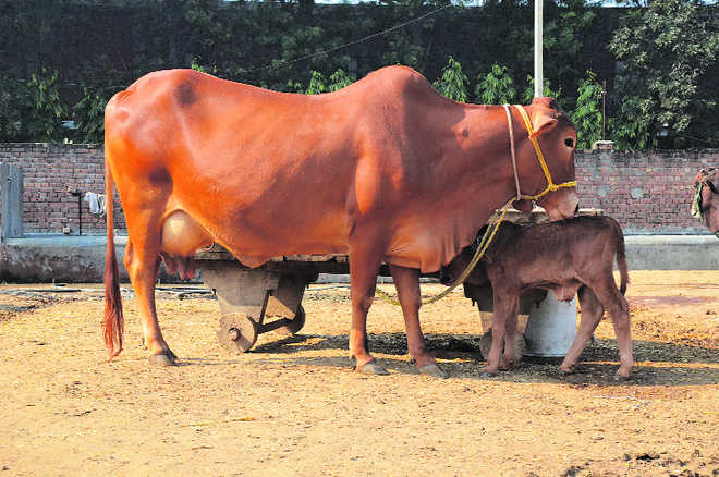 Sahiwal vaca