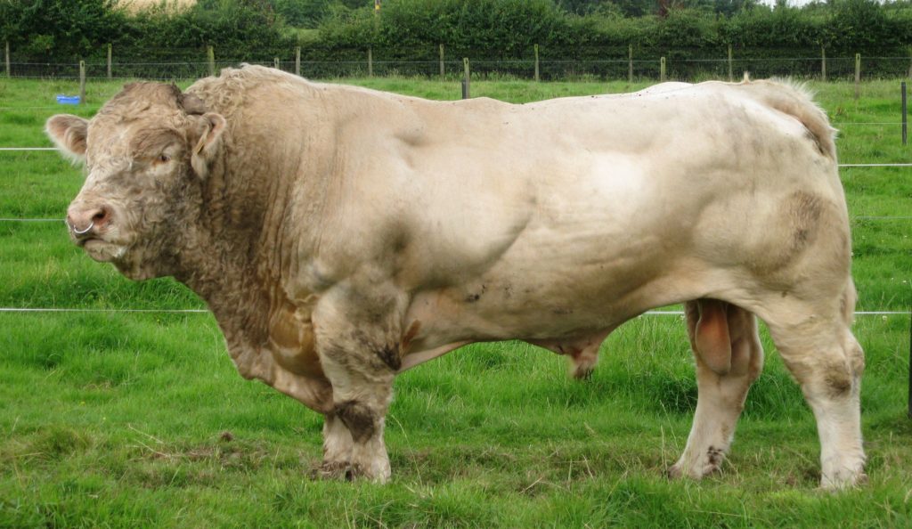 Raza Charolais