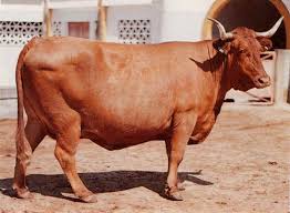 Alentejana RAZA DE GANADO DE AUSTRALIA