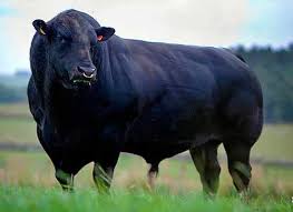 Angus , o Aberdeen-Angus