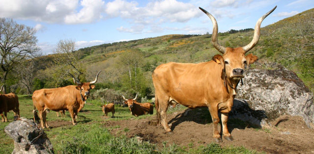 Barrosã de portugal
