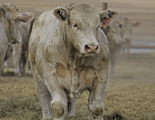 Raza Charolais