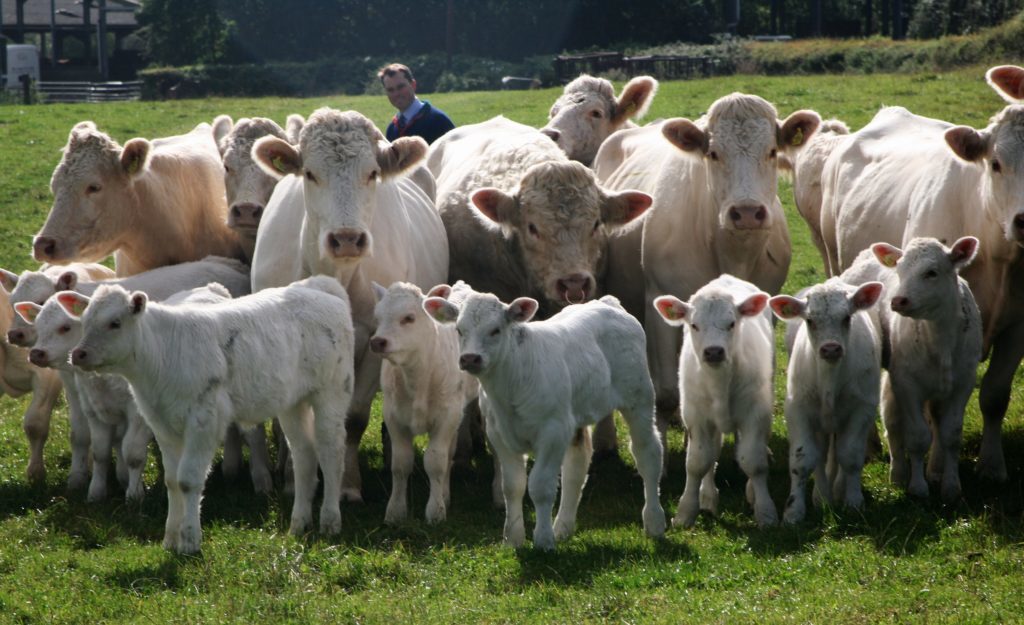 Raza Charolais
