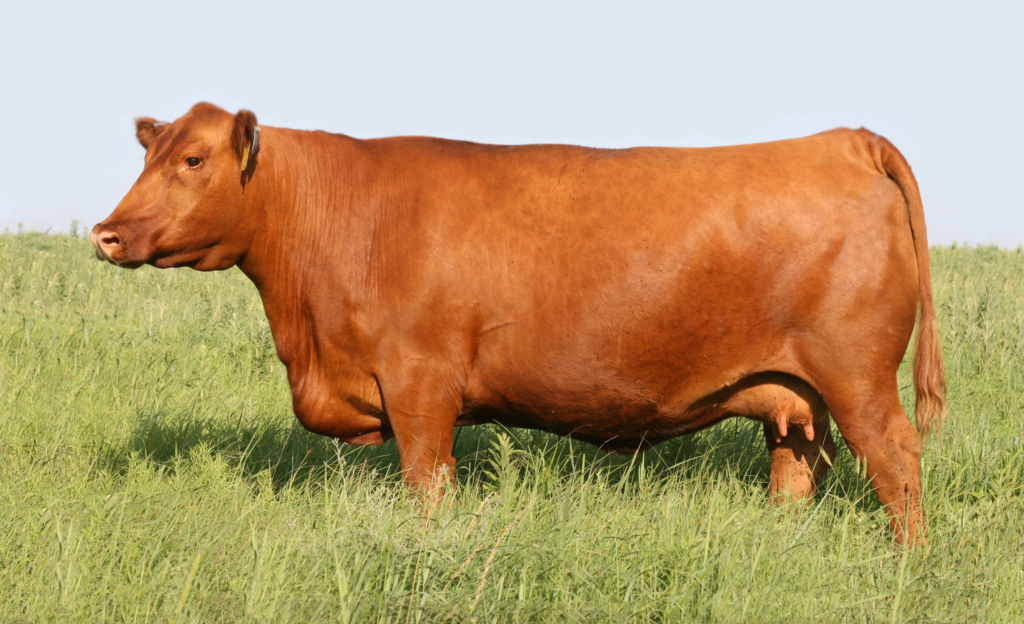 GANADO ANGUS ROJO