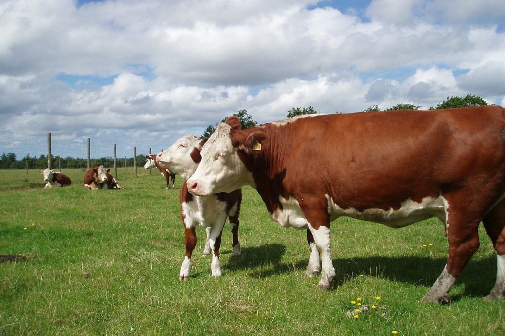 Hereford