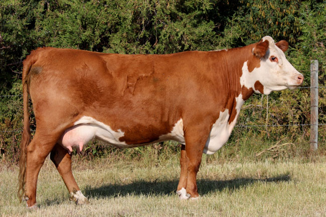 Hereford2