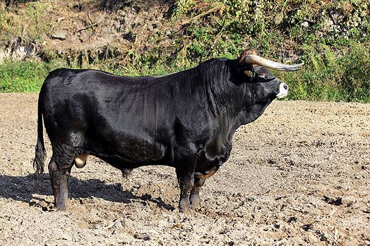 MARONESA raza de ganado de portugal