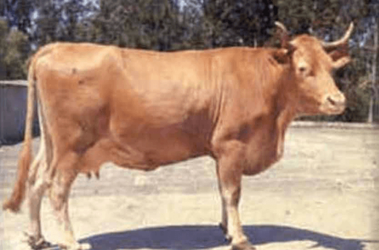 MINHOTA RAZA DE GANADO DE PORTUGAL