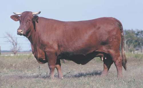 Santa gertrudis