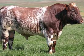 Shorthorn