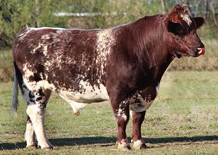 Shorthorn2