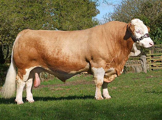 Simmental TORO