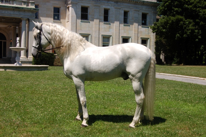 andaluz