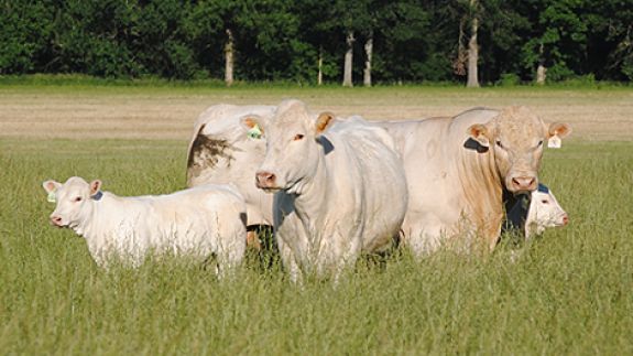 Raza Charolais