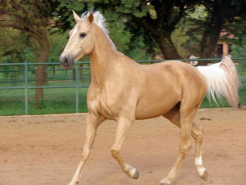 caballo palomino