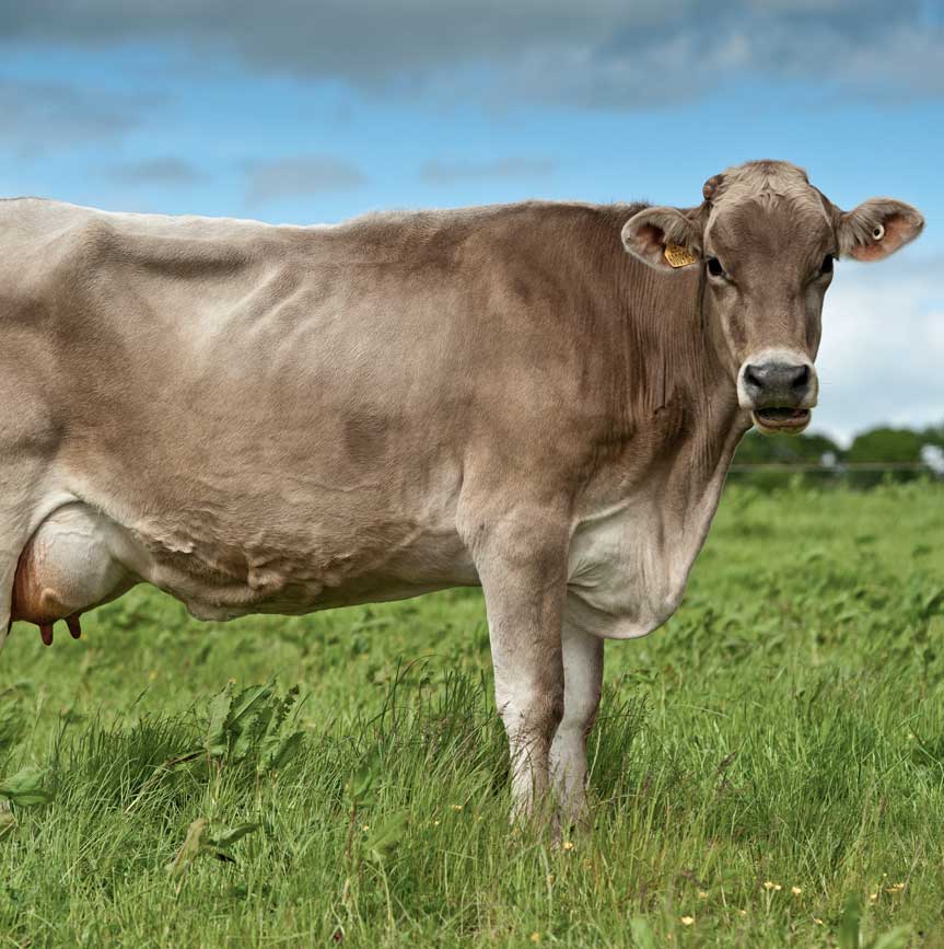 pardo suizo vaca