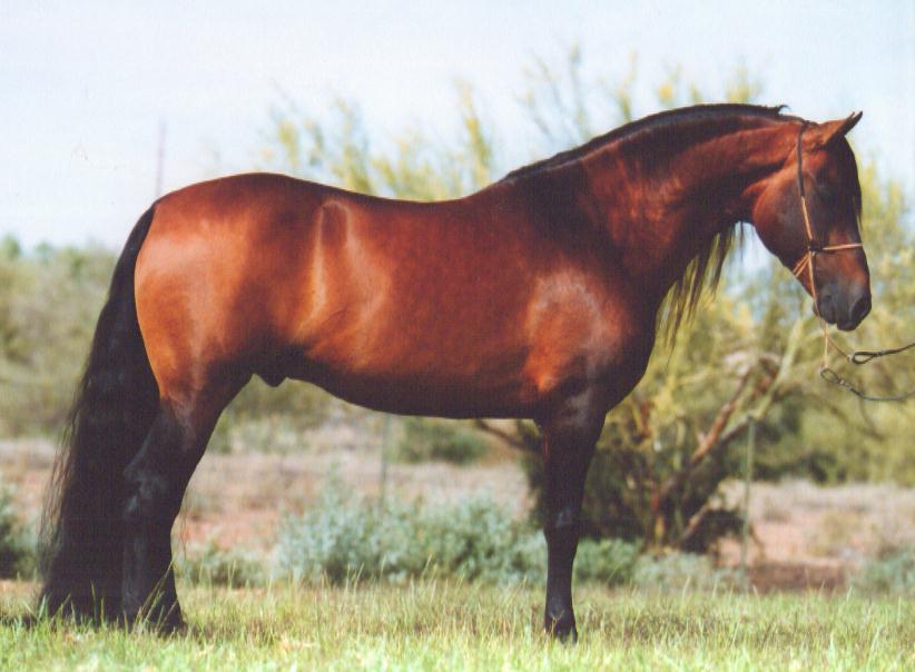 paso fino