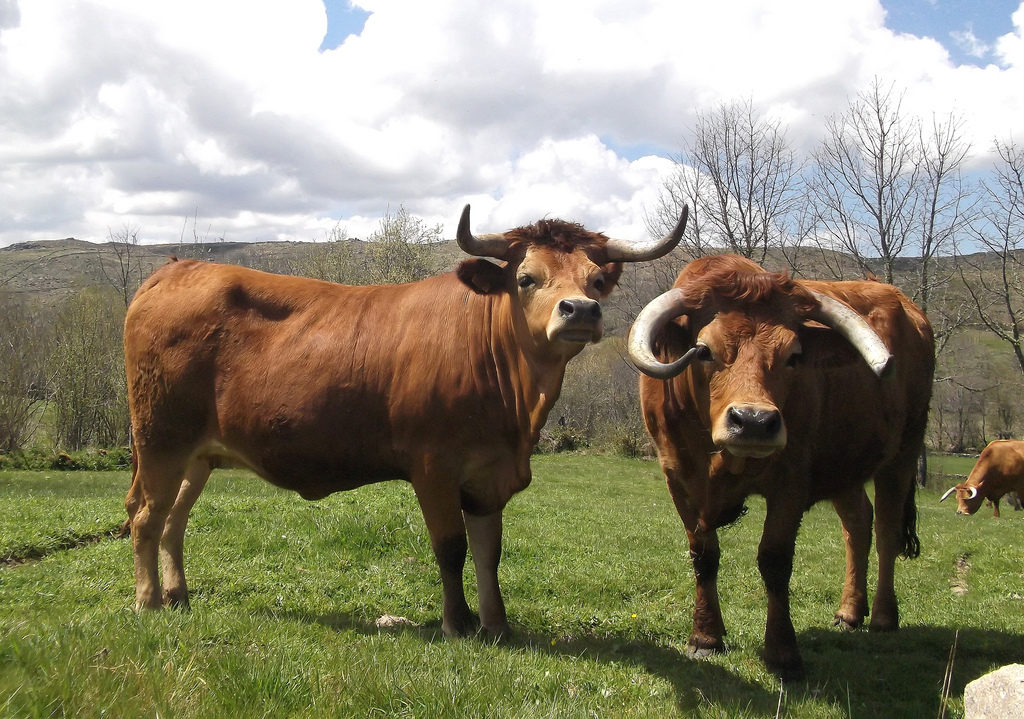 razas de ganado popular en portugal Arouquesa