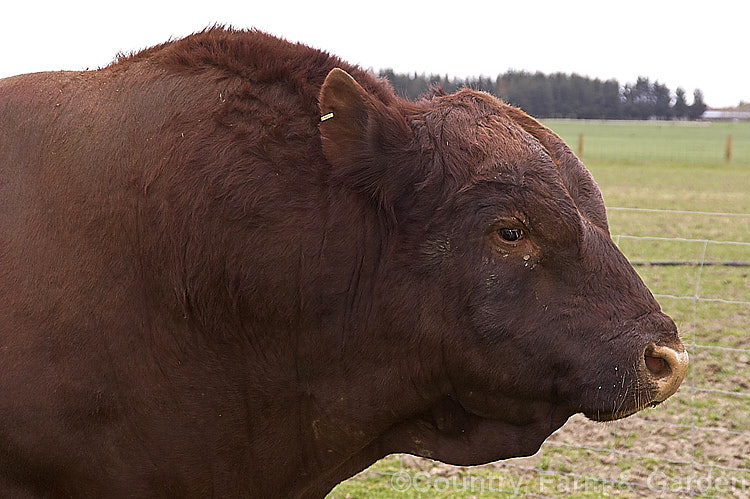 red poll