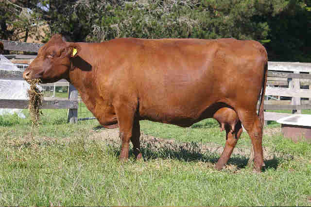 red poll