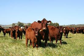 red poll