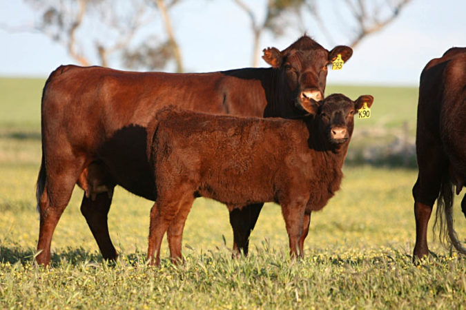 Red Poll Types Red Poll: Historia y características principales - Todo Sobre Ganado