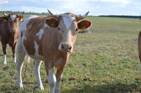 simmental