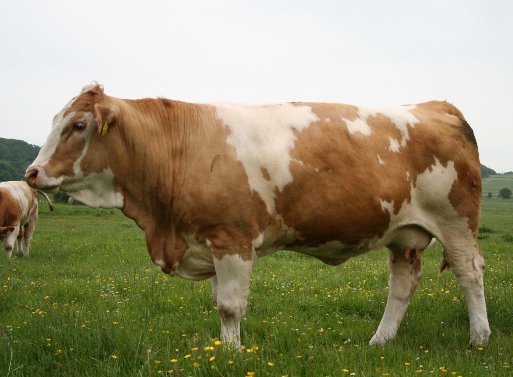vaca simmental