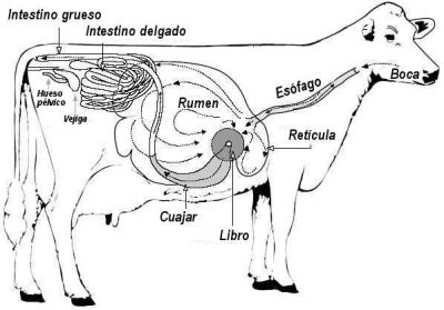 vaca 4 estomagos